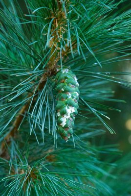 Pinus peuce - borovice rumelská - šiška
